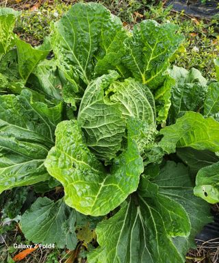 문보의하루님의 배추 · 수확 작성글 사진