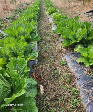 문보의하루님의 배추 · 수확 작성글 사진