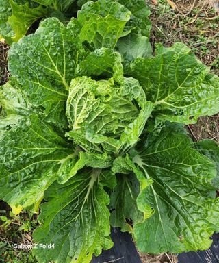 문보의하루님의 배추 · 수확 작성글 사진