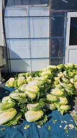 팜모닝 자유주제·자유게시판 게시글 이미지