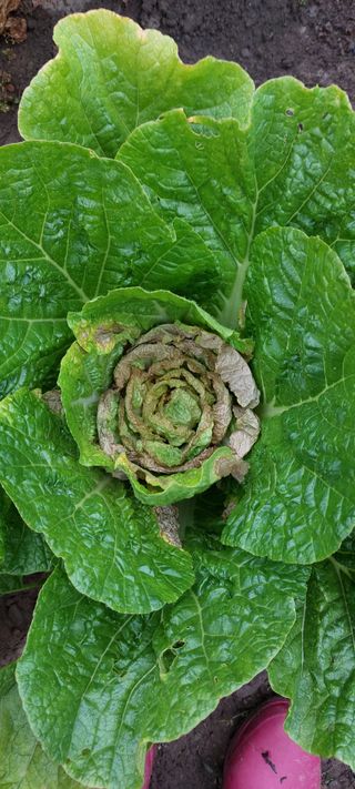 그린님의 배추 · 병해충상담 작성글 사진