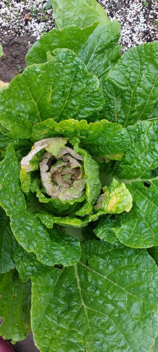 그린님의 배추 · 병해충상담 작성글 사진