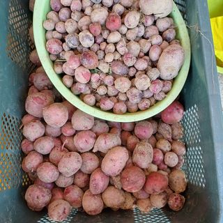 삼성농산님의 감자 · 영농일지 작성글 사진