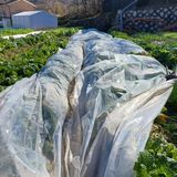 팜모닝 감자·영농일지 게시글 이미지