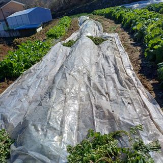 삼성농산님의 감자 · 영농일지 작성글 사진