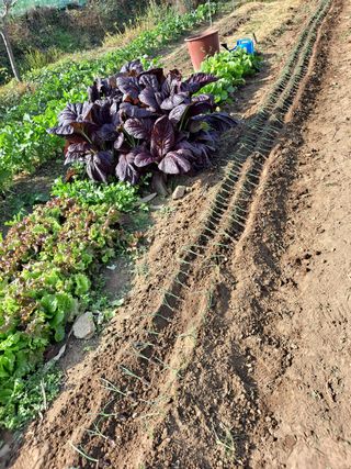 제라늄님의 상추 · 영농일지 작성글 사진