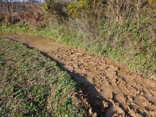 황종현님의 자두 · 영농일지 작성글 사진