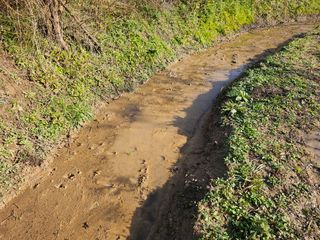 황종현님의 자두 · 영농일지 작성글 사진