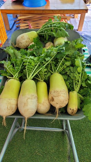 하늘소님의 오늘 어떤 농작업하셨나요? · 참여글 작성글 사진