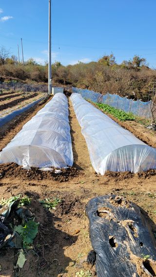 하늘소님의 오늘 어떤 농작업하셨나요? · 참여글 작성글 사진