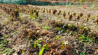 알 수 없음님의 오늘 어떤 농작업하셨나요? · 참여글 작성글 사진