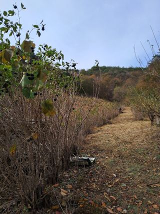 낙엽교목류21691님의 오늘 어떤 농작업하셨나요? · 참여글 작성글 사진