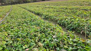 조병대님의 기타작물 · 자유게시판 작성글 사진