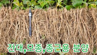 조병대님의 기타작물 · 자유게시판 작성글 사진