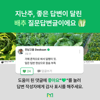 팜모닝님의 배추 · 일상 작성글 사진