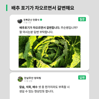 팜모닝님의 배추 · 일상 작성글 사진