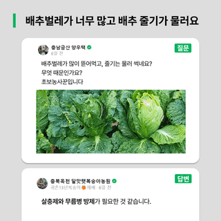팜모닝님의 배추 · 일상 작성글 사진