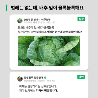 팜모닝님의 배추 · 일상 작성글 사진