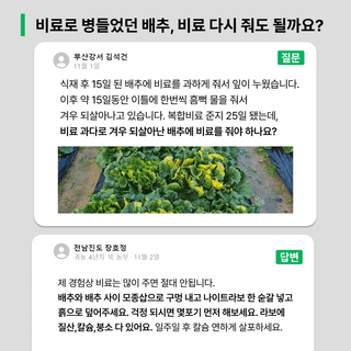 팜모닝님의 배추 · 일상 작성글 사진