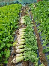 팜모닝 오늘 어떤 농작업하셨나요?·참여글 게시글 이미지