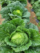 팜모닝 오늘 어떤 농작업하셨나요?·참여글 게시글 이미지