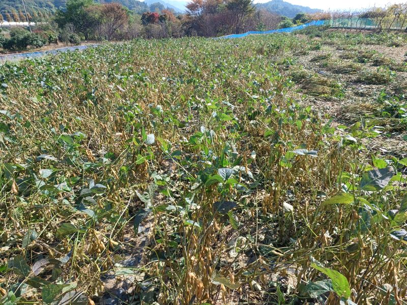 장터 상품 [서리태 1kg] 썸네일