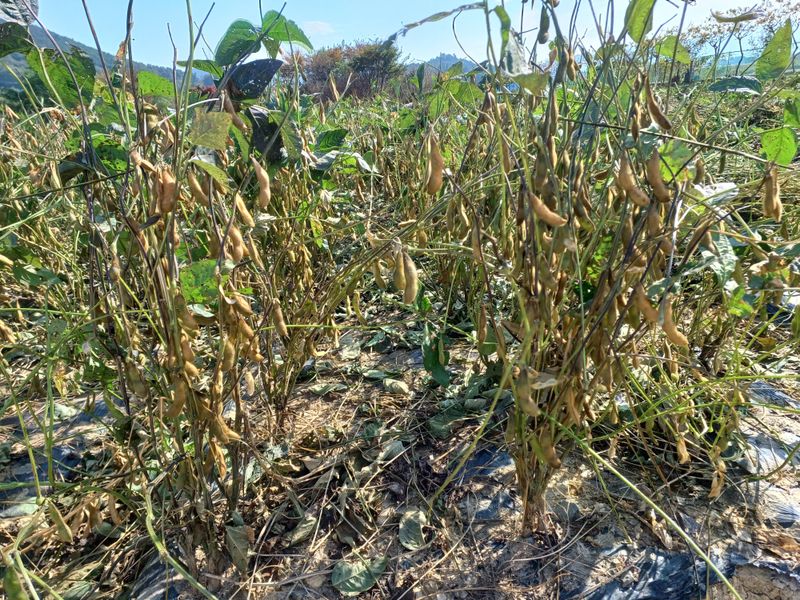 세경농장님의 장터 판매 상품 [서리태 1kg] 첨부 사진