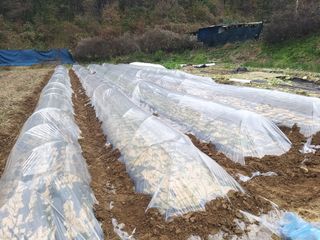 파주고추님의 오늘 어떤 농작업하셨나요? · 참여글 작성글 사진