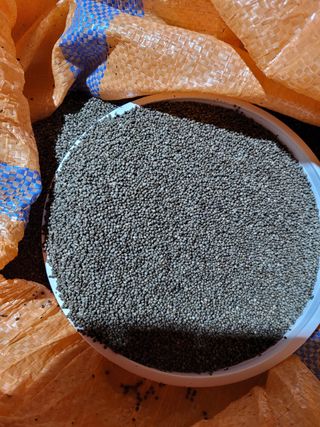 하늘의뜻님의 들깨 · 자유게시판 작성글 사진