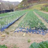 팜모닝 오늘 어떤 농작업하셨나요?·참여글 게시글 이미지