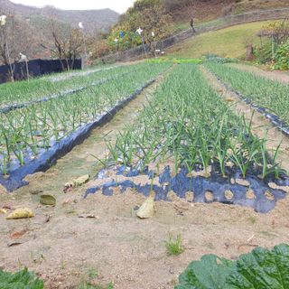 서씨농장님의 오늘 어떤 농작업하셨나요? · 참여글 작성글 사진