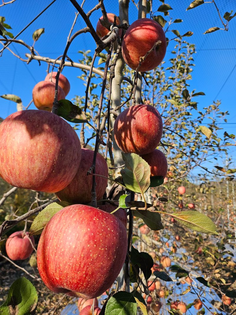 김정옥님의 장터 판매 상품 [미야비부사10kg50과~59과] 첨부 사진