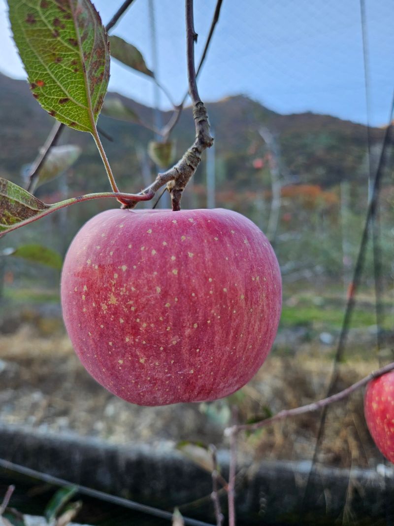 김정옥님의 장터 판매 상품 [미야비부사10kg50과~59과] 첨부 사진