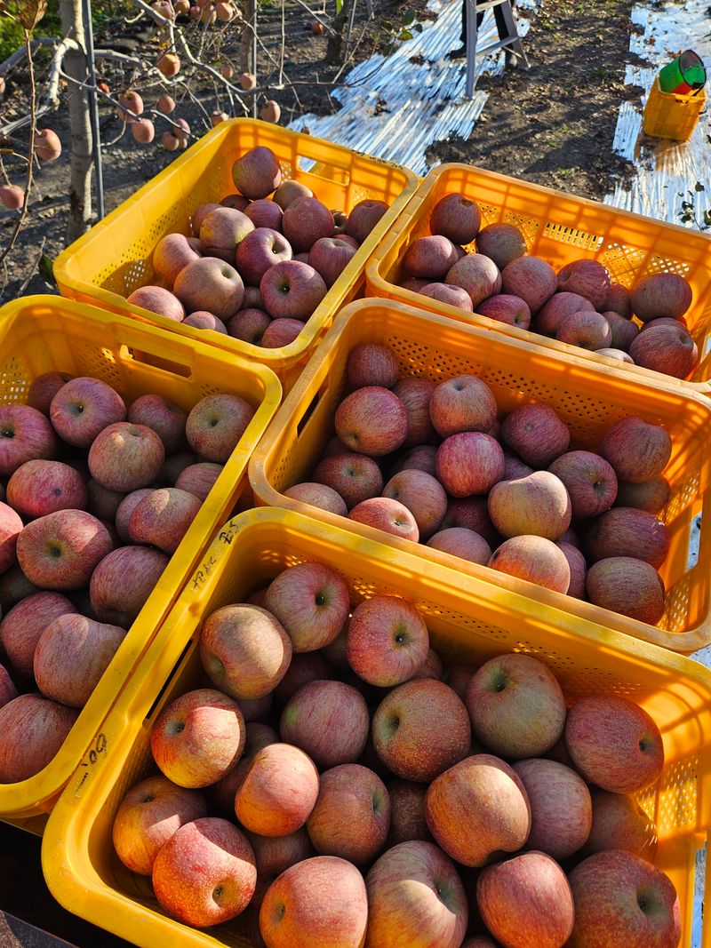 김정옥님의 장터 판매 상품 [미야비부사10kg50과~59과] 첨부 사진
