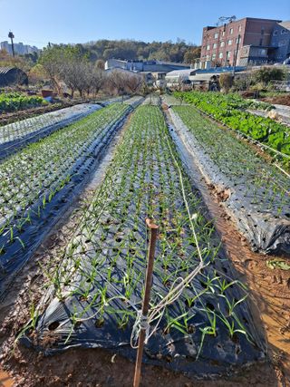 나누고싶어서님의 오늘 어떤 농작업하셨나요? · 참여글 작성글 사진