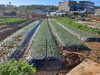 나누고싶어서님의 오늘 어떤 농작업하셨나요? · 참여글 작성글 사진