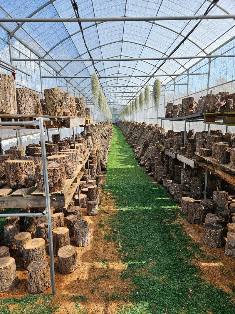 장터 상품 [표고버섯키우기 ] 썸네일