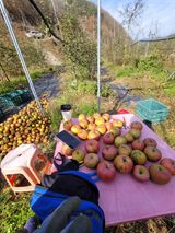 팜모닝 사과·수확 게시글 이미지