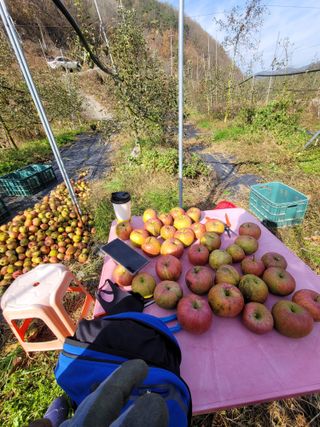 김성명님의 사과 · 수확 작성글 사진