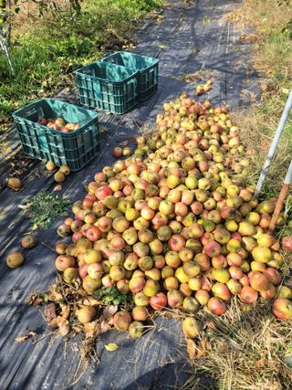 김성명님의 사과 · 수확 작성글 사진