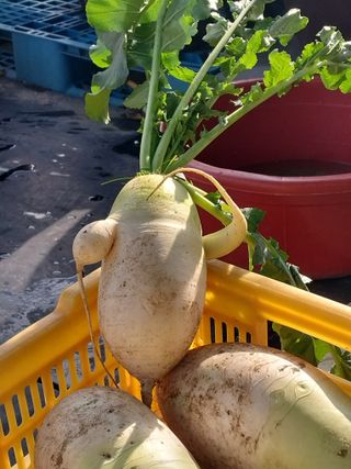 류남열님의 사과 · 영농일지 작성글 사진