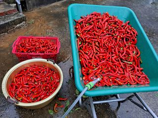 귀향인님의 오늘 어떤 농작업하셨나요? · 참여글 작성글 사진