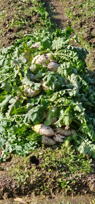 백용기님의 자유주제 · 자유게시판 작성글 사진