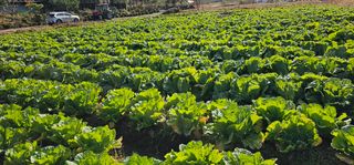 백용기님의 배추·일상 작성글 사진