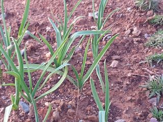 최순님의 오늘 어떤 농작업하셨나요? · 참여글 작성글 사진