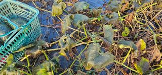 정병화니네농장님의 호박 · 영농일지 작성글 사진