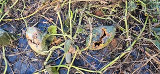 정병화니네농장님의 호박 · 영농일지 작성글 사진