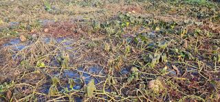 정병화니네농장님의 호박 · 영농일지 작성글 사진