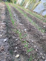 팜모닝 오늘 어떤 농작업하셨나요?·참여글 게시글 이미지