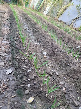 Kks8636님의 오늘 어떤 농작업하셨나요? · 참여글 작성글 사진